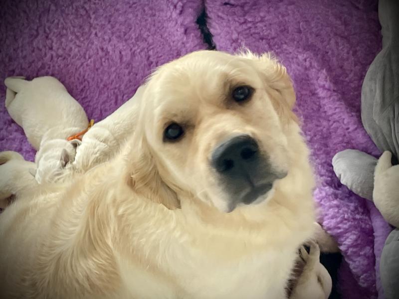 TAHITI DE LA GABRIERE