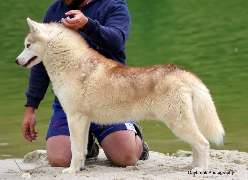 HUSQVARNA KING'S GINGER