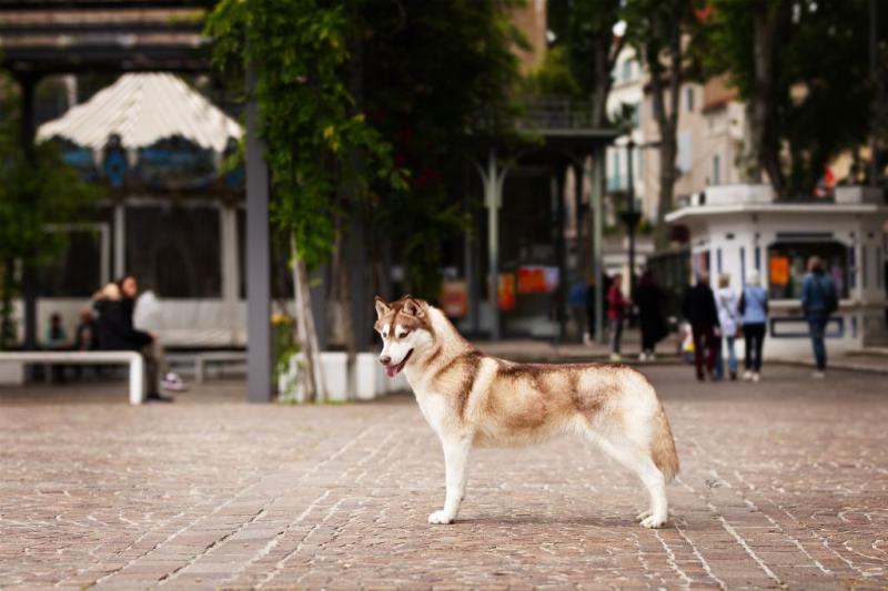 REBELLIOUS HARLEY QUIIN  KN DE DAYBREAK NORTHERN