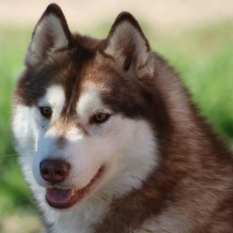 NEEDLES CONESTOGA DE DAYBREAK NORTHERN