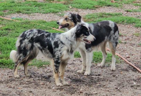 UN CLAIR D E LUNE DES LACS DE LA COTE D'ARGENT