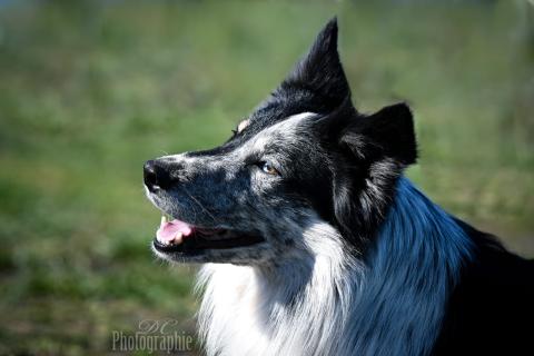 MALT DE L'ARDOISE BERGERE