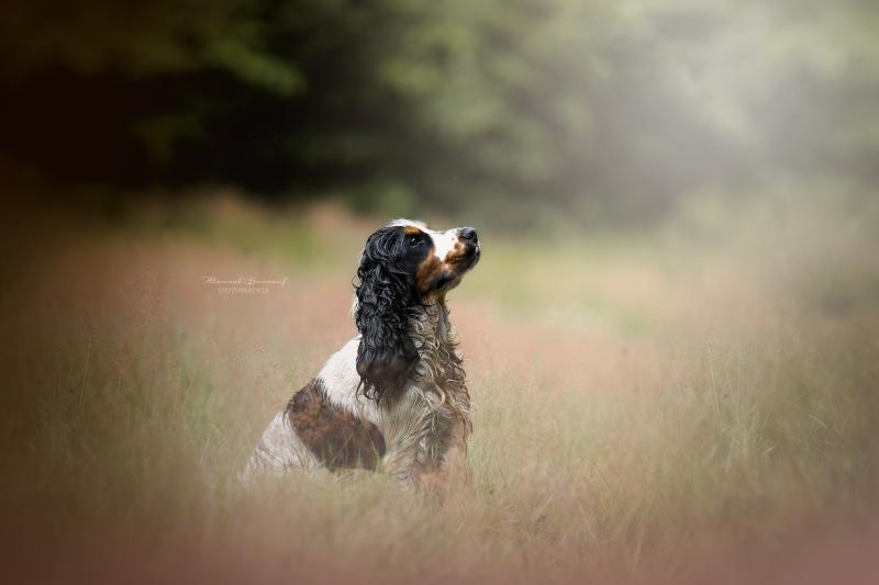 SUNSET LOVER ELIXIR D'AYDOILLES