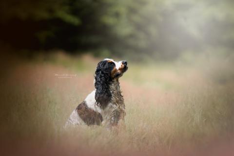 SUNSET LOVER ELIXIR D'AYDOILLES