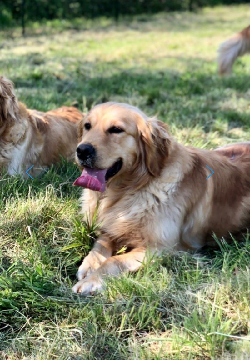 SAMBUCCA DE LA GABRIERE