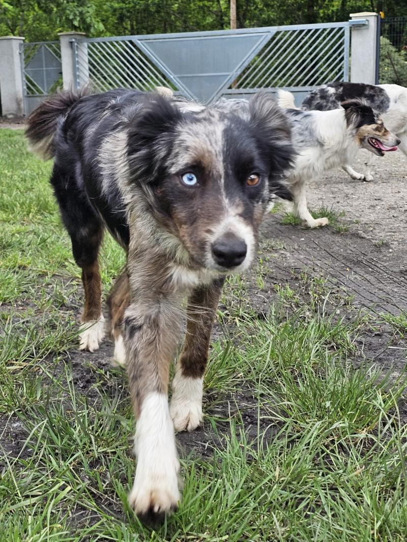 TAURIEL DES LACS DE LA COTE D'ARGENT