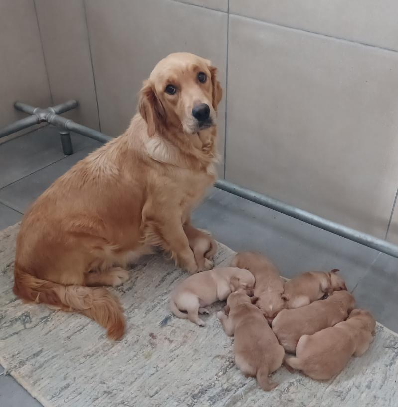 VENISE DU JARDIN DE BOHEME