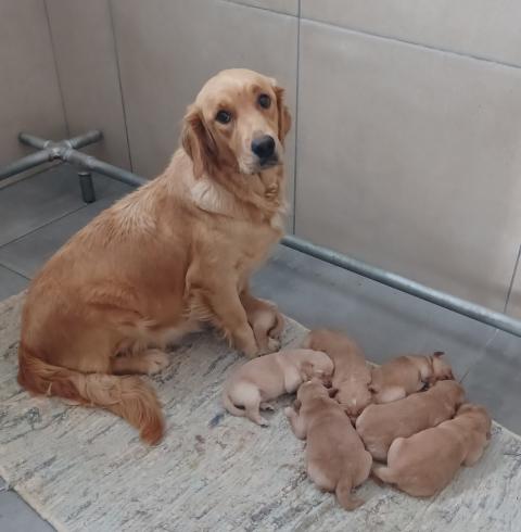 VENISE DU JARDIN DE BOHEME