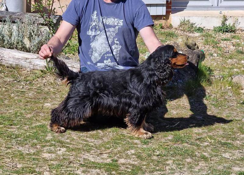 TENOR DES GEANTS DU BOCAGE
