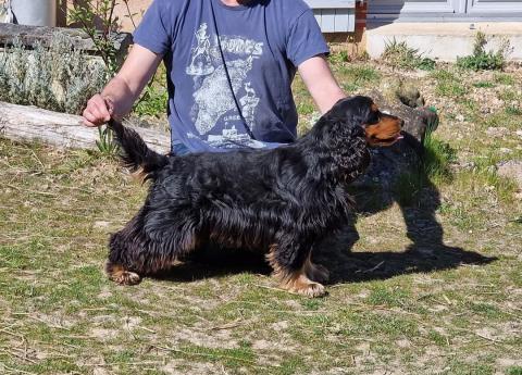 TENOR DES GEANTS DU BOCAGE