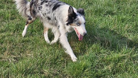 URA DES DUNES DE GASCOGNE