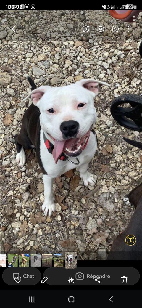 TERRIER'S PARADISE UANNA