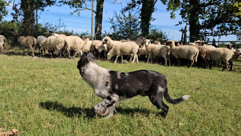 VOLT I DES LACS DE LA COTE D'ARGENT