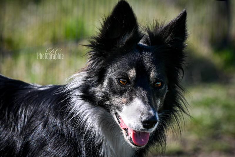 PLUME DES LACS DE LA COTE D'ARGENT