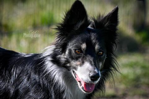 PLUME DES LACS DE LA COTE D'ARGENT