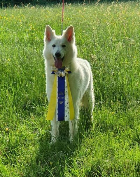 RICCI OF SHEPHERD'S PAW