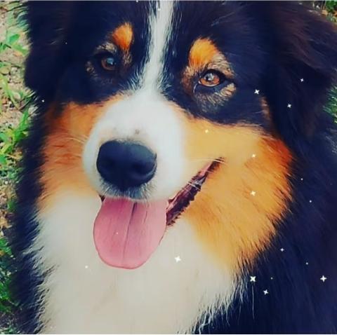 SUKI DES BERGERS AUX YEUX DE CIEL