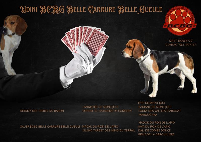UDINI BCBG BELLE CARRURE BELLE GUEULE
