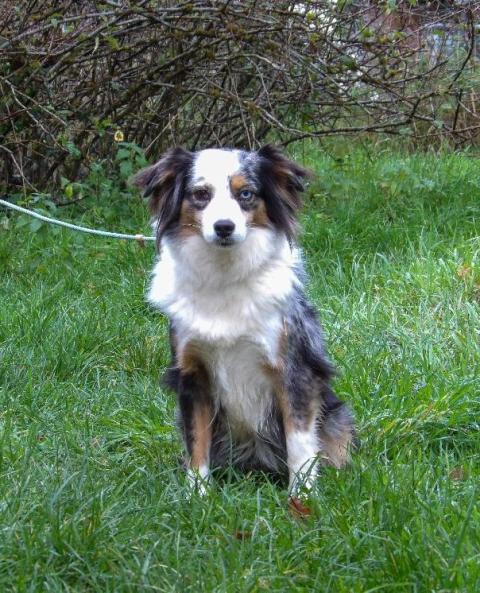 TICHOU  PETIT COEUR TAY DU DOMAINE DU CLOS AUSTRALIEN