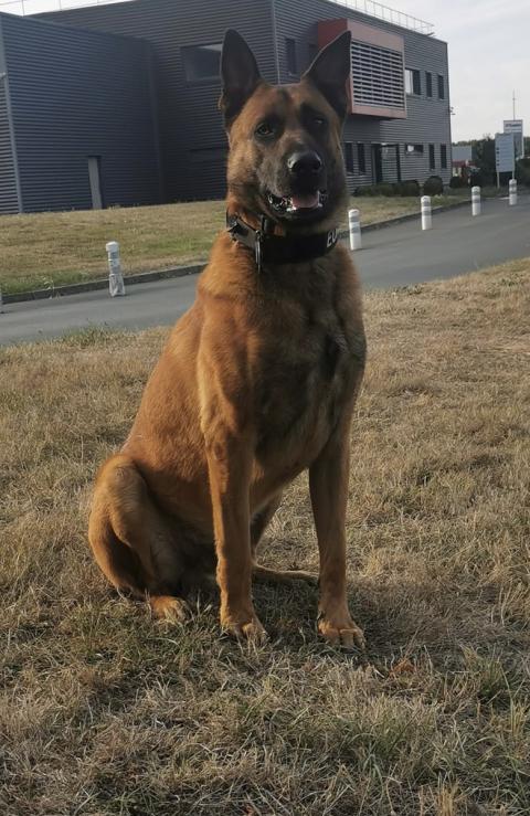 TYSON DES LOUPS DU RANCH