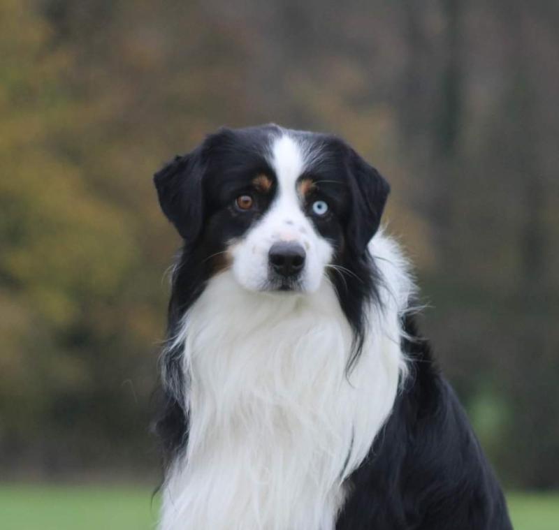 NICKEL   DU BOIS DES TERNES