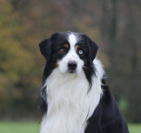 NICKEL   DU BOIS DES TERNES