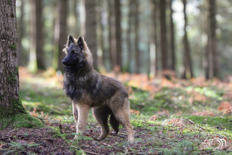 URANIE DES TERRES DE CALAN