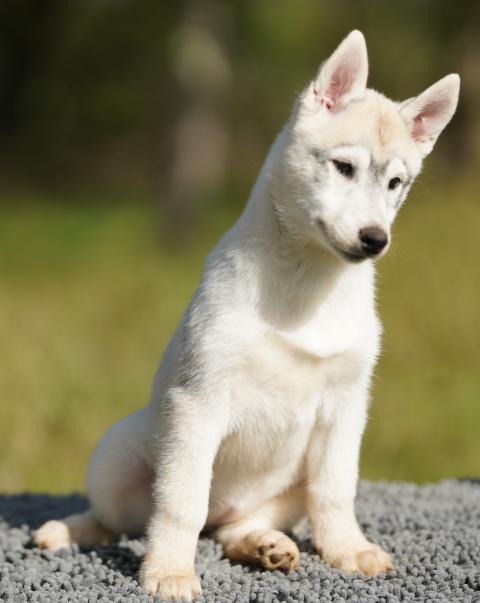 AINHOA OF WOLF LEGEND'S NEVER DIE