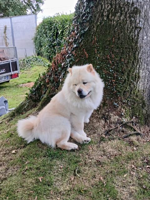 YI JIAN ZHONGQING H-VILYA A LA CREME