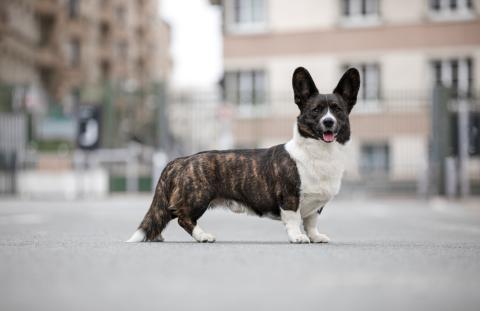 SIR SHERLOCK DE LA BERGERIE DES BONS SOINS