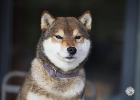 UNMEI NO MEGAMI GO SAKURA KENSHA