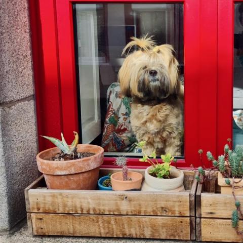 SUZY-CHU DE KANG KHARKA