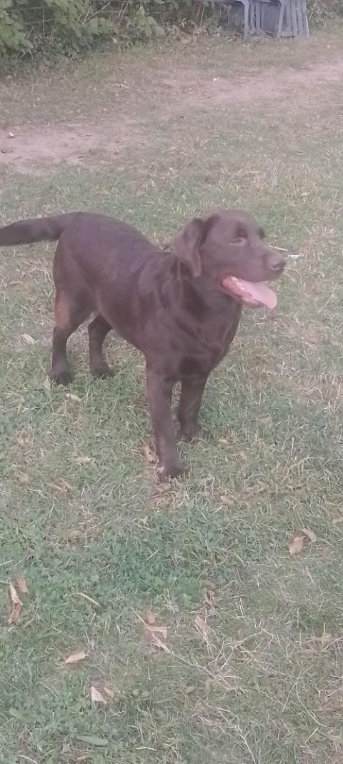 ROSALINDA DU CLOS DES TROIS CERISIERS