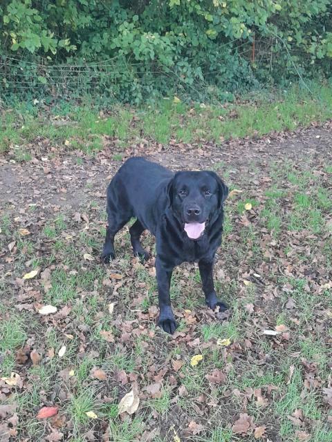 REALLY DOUBLY HOPPED DU CLOS DES TROIS CERISIERS