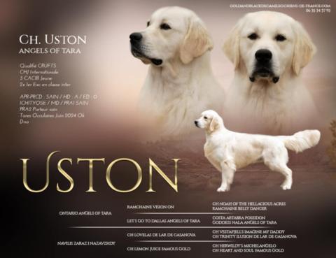 USTON ANGELS OF TARA