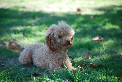 TARTUFFE DE L'ANGELARDE