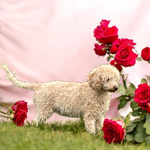 ULFY DU MOULIN DE LA TERRASSE