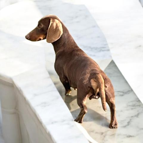 VIDOCQ DE L'AIR SALIN