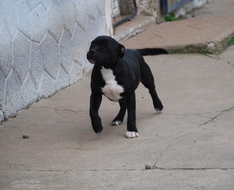 ZADATIS UNITED KINGDOM