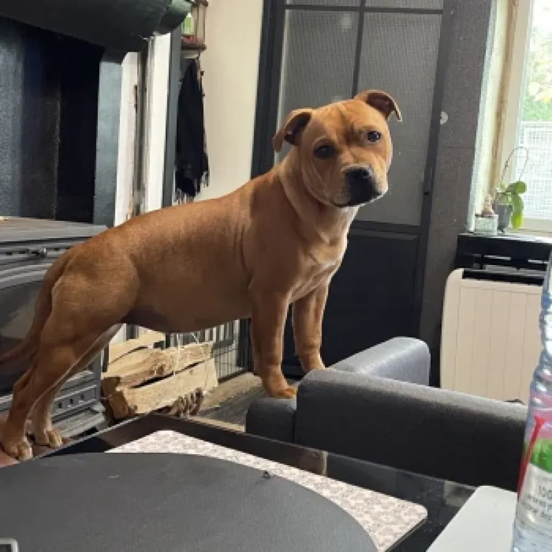 ZADATIS VOICI VIOLETTA