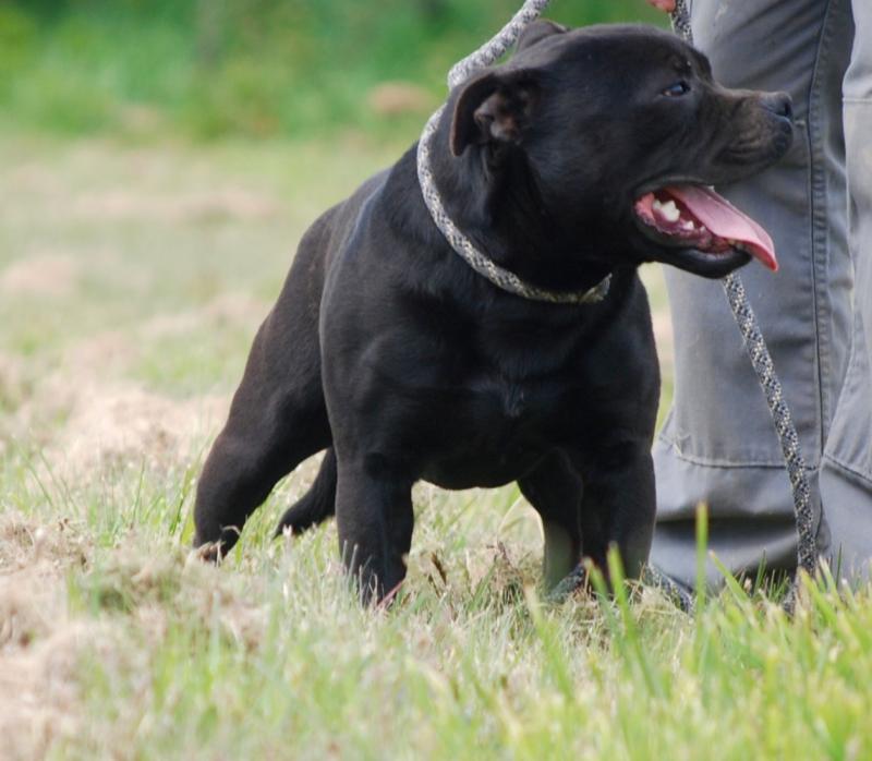 PREDASTERIE CHROMATIQUE OF THE GUARDIAN'S MIND