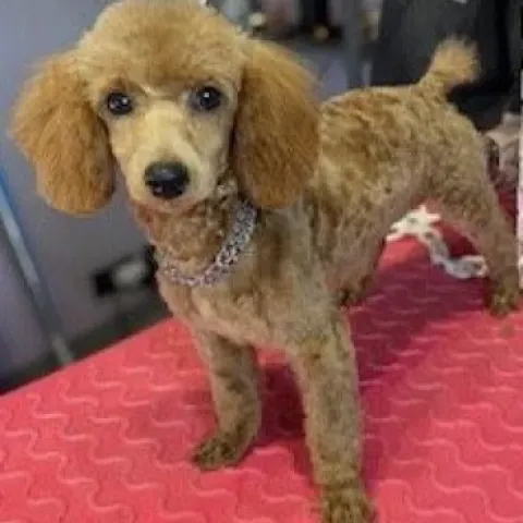 RHANA DU MOULIN DE LA TERRASSE