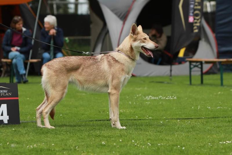 THRYMHEIM'S LEGENDS SKULD DES TERRES DU VALHALLA