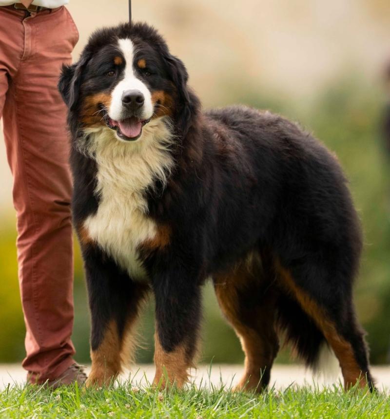 URVAL DU ROYAUME DES REVES