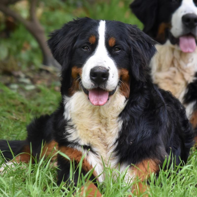 USSEL DE LA FERME DE LA PESSOUTIE