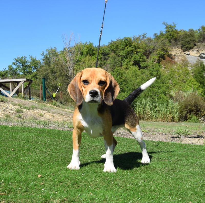 SOHN DITE  SONNAILLE BCBG BELLE CARRURE BELLE GUEULE