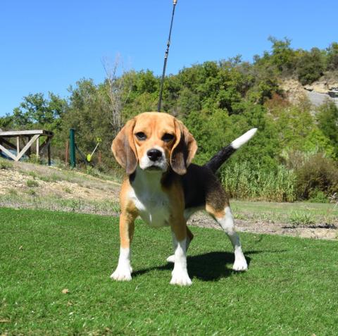 SOHN DITE  SONNAILLE BCBG BELLE CARRURE BELLE GUEULE