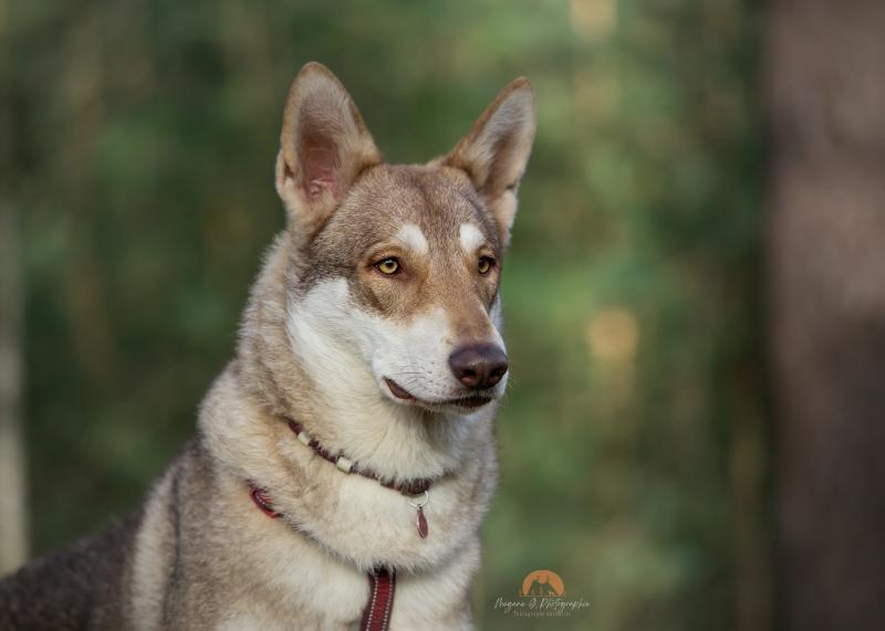 SIGYN'S DEVOTION VOLUSPA DES TERRES DU VALHALLA