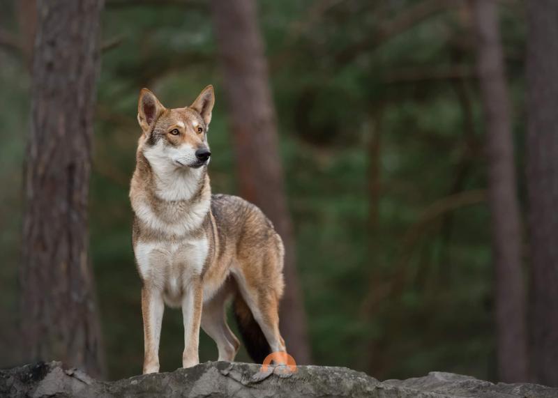 ODINBLOOD MANAGARM DES TERRES DU VALHALLA