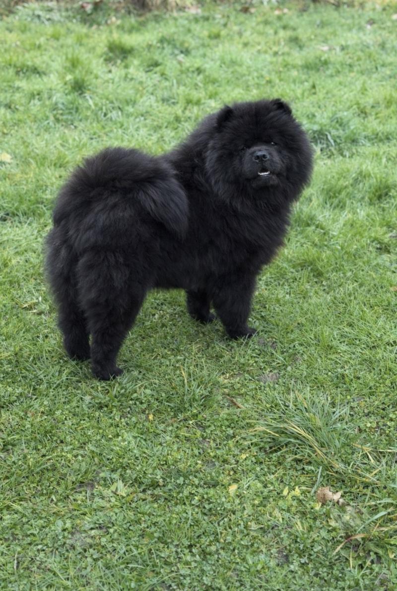 UNA DE LA MAISON DU CHOW CHOW